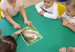 Grupa dzieci układa ilustrację jeża z pociętych elementów.