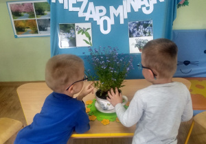 Chłopcy poznają niezapominajkę dotykiem.