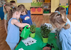 Dziewczynki z grupy "Słoneczek" podlewają posadzone przez siebie niezapominajki. Kwiaty znajdują się w zielonych doniczkach, stojących na stoliku, pokrytym zieloną ceratką. Będą ozdobą kącika przyrody.