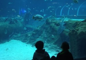 Dzieci obserwują podwodny świat w Oceanarium.