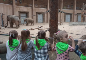 Czworo dzieci przygląda się słoniom.