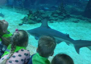 Dzieci oglądają podwodny świat.
