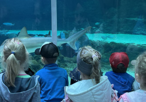 Dzieci w tunelu oceanicznym w Orientarium oglądają rekiny.