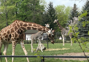 W ogrodzie zoologicznym trzy żyrafy spacerują po wybiegu.
