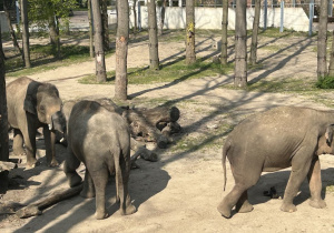 W miejskim ogrodzie zoologiczny na wybiegu dzieci oglądały trzy słonie.